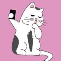 Kittens Take the Perfect Selfie